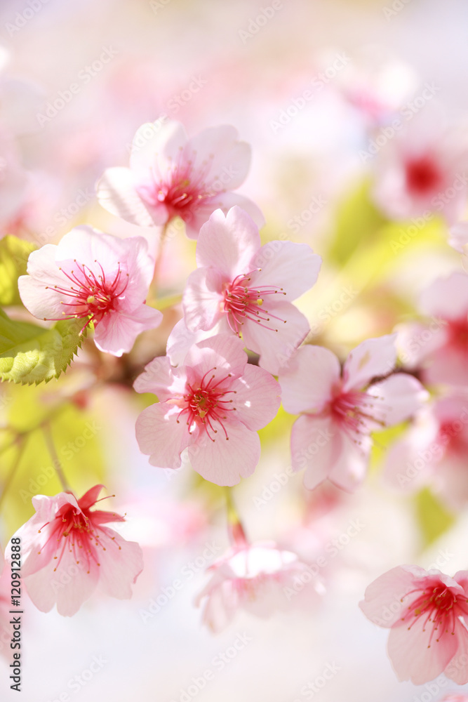 Obraz premium Kawazu Sakura