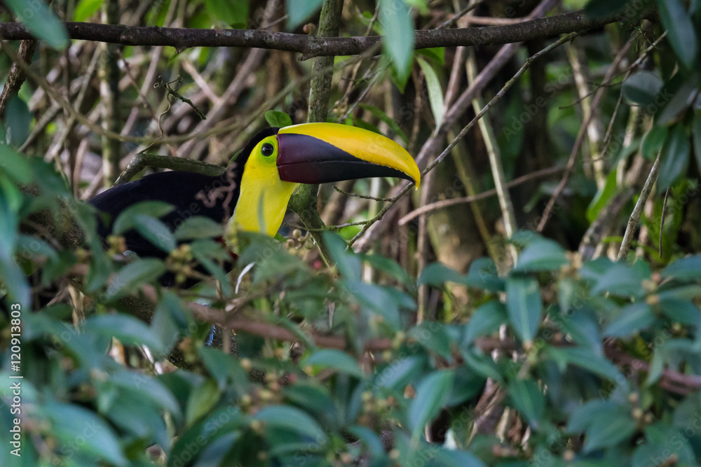 Naklejka premium Chestnut mandibled toucan - Ramphastos ambiguus swainsonii