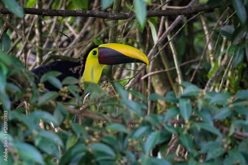 Chestnut mandibled toucan - Ramphastos ambiguus swainsonii