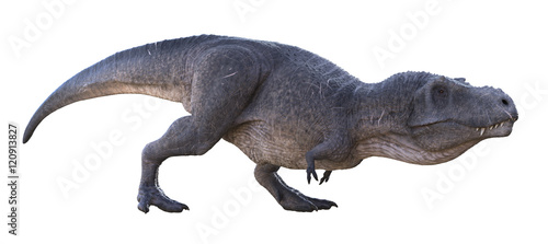3D rendering of Tyrannosaurus Rex stalking, isolated on a white background. © Herschel Hoffmeyer