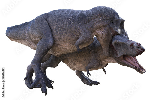 3D rendering of a Tyrannosaurus Rex biting the neck of a rival for territory mating rights  isolated on a white background.