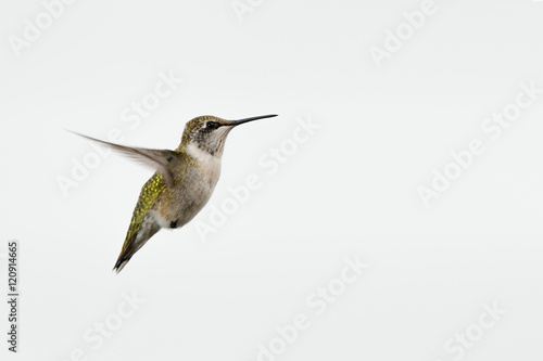 Ruby-throated Hummingbird on White Background