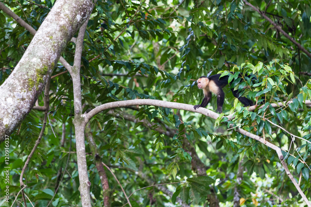 Fototapeta premium white faced or capuchin monkey
