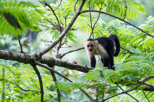 Vászonkép white faced or capuchin monkey
