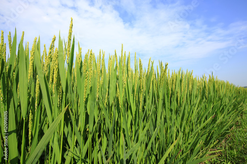 Billede på lærred The rice in the field