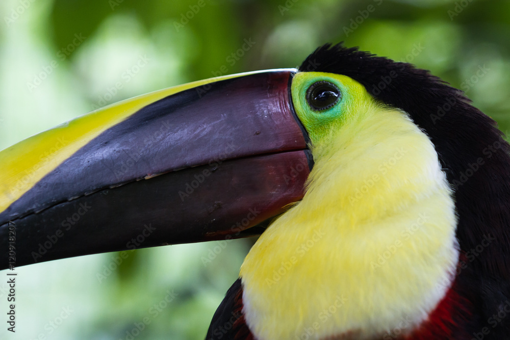 Fototapeta premium Chestnut mandibled toucan - Ramphastos ambiguus swainsonii