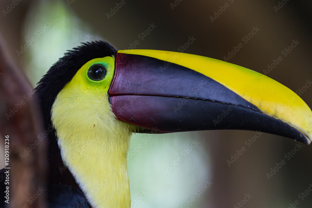 Chestnut mandibled toucan - Ramphastos ambiguus swainsonii Chestnut mandibled toucan - Ramphastos ambiguus swainsonii