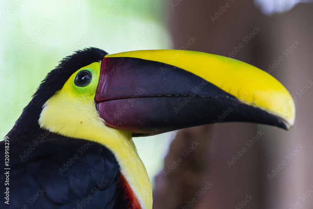 Chestnut mandibled toucan - Ramphastos ambiguus swainsonii Chestnut mandibled toucan - Ramphastos ambiguus swainsonii