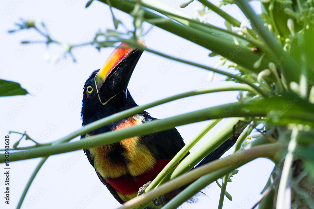 Fiery billed aracari - Pteroglossus frantzii. Fiery billed aracari - Pteroglossus frantzii.