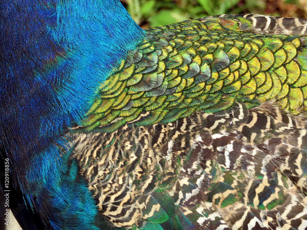 Obraz premium Toronto Lake peacock feathers 2016