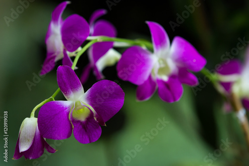 beautiful tropical orchids