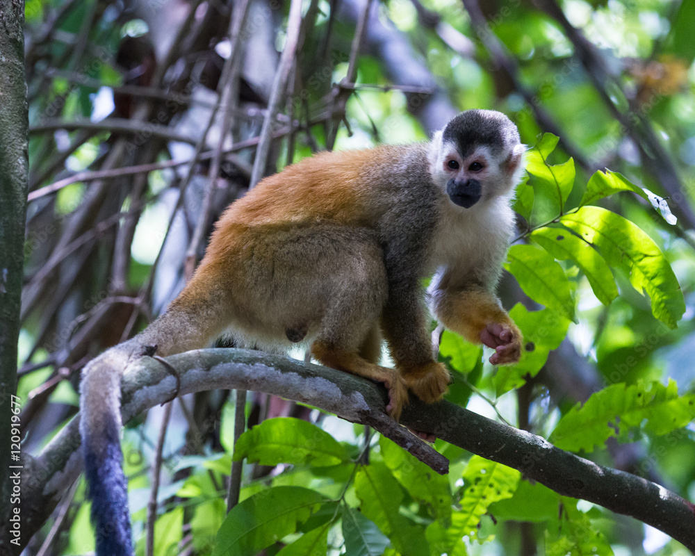 Obraz premium Central American squirrel monkey - Saimiri oerstedii