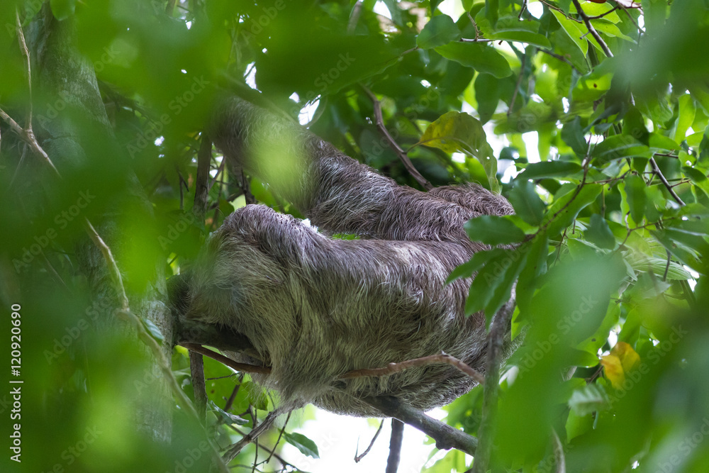 Naklejka premium three toed sloth in Costa Rica