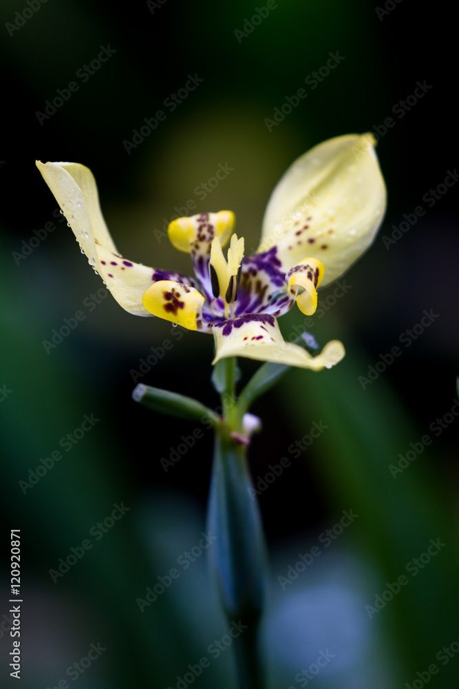 Naklejka premium yellow maxillary orchid