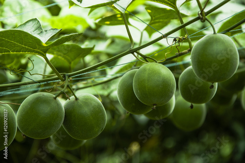 Bild auf Leinwand Momordica grosvenor fruits