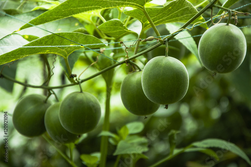 Valokuva Momordica grosvenor fruits
