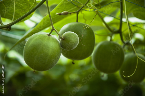 Canvas-taulu Momordica grosvenor fruits