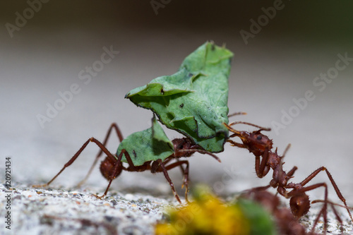 leafcutter ants with a dead leaves photo