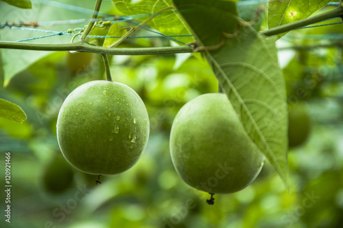 фотографія Momordica grosvenor fruits