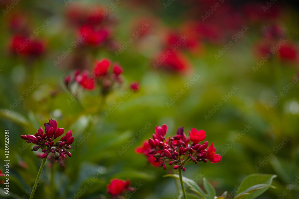 beautiful flower beautiful flower