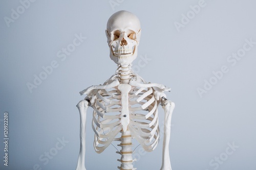 White human body bone frame on white background