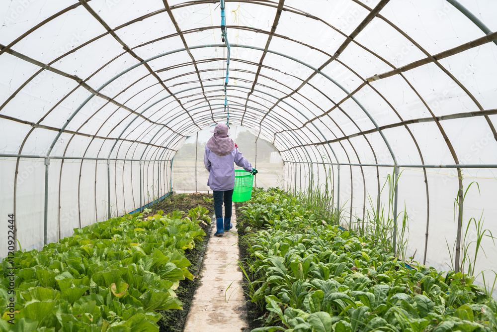 farmer  working in  greenhouse
