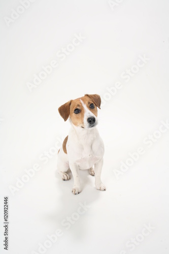 Cute funny dog pet on white background © Jamesbox