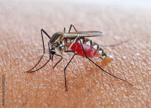 Mosquito sucking blood