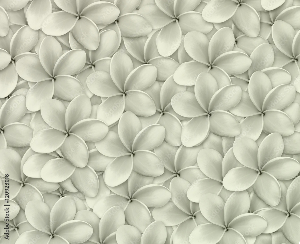 frangipani Background frangipani Background