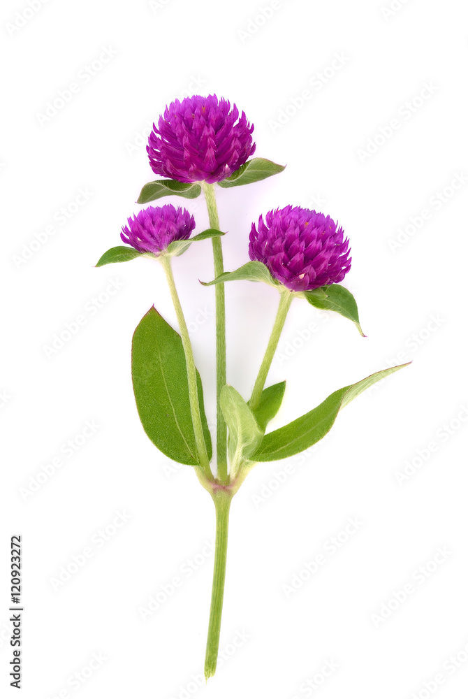 Fototapeta premium Globe amaranth beauty flower in white background
