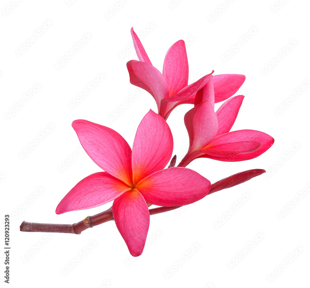 Tropical flowers frangipani (plumeria)  on white background