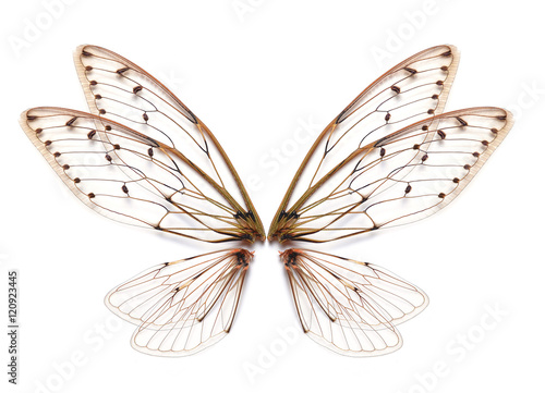 Tela Insect cicada wing  isolated on white background