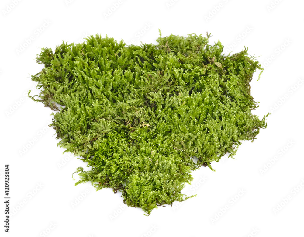 Obraz premium Green moss on white background