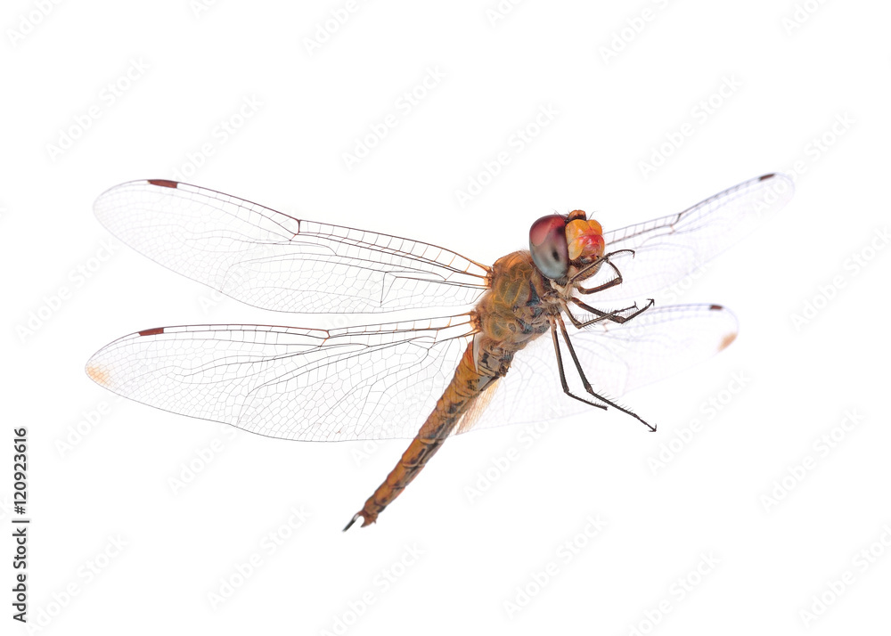 dragonfly on white background dragonfly on white background