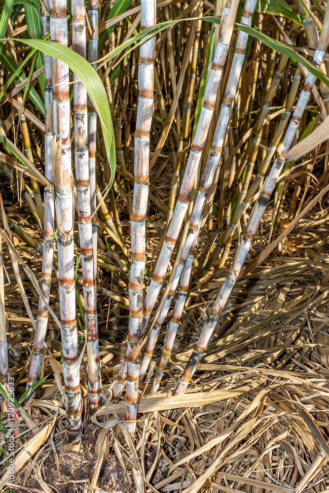 Obraz premium Canne à sucre Canne à sucre à la Réunion
