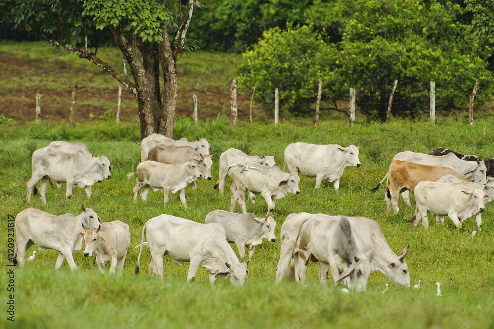 Fototapeta premium Herd of cows, Costa Rica