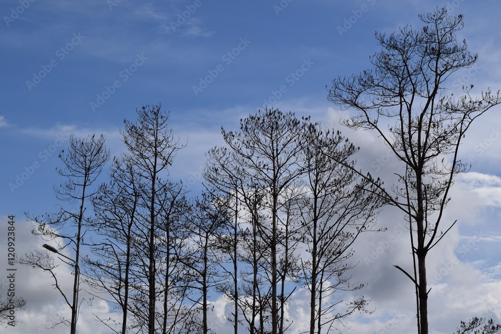 leafless tree on the cloudy sky background leafless tree on the cloudy sky background