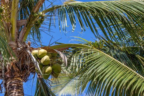Cocotier
Cocotier à l'île de la Réunion