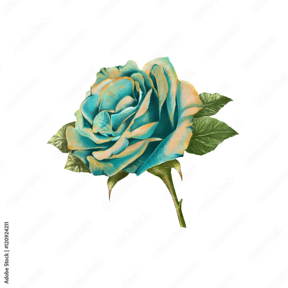 illustration of beautiful flower on white background illustration of beautiful flower on white background