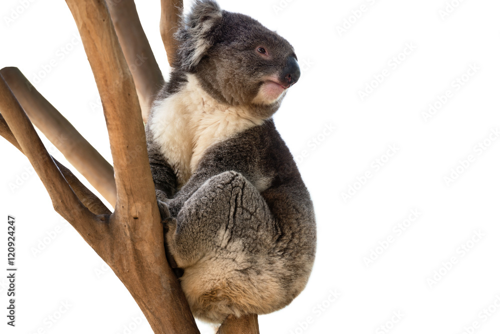 Obraz premium Koala bear isolated