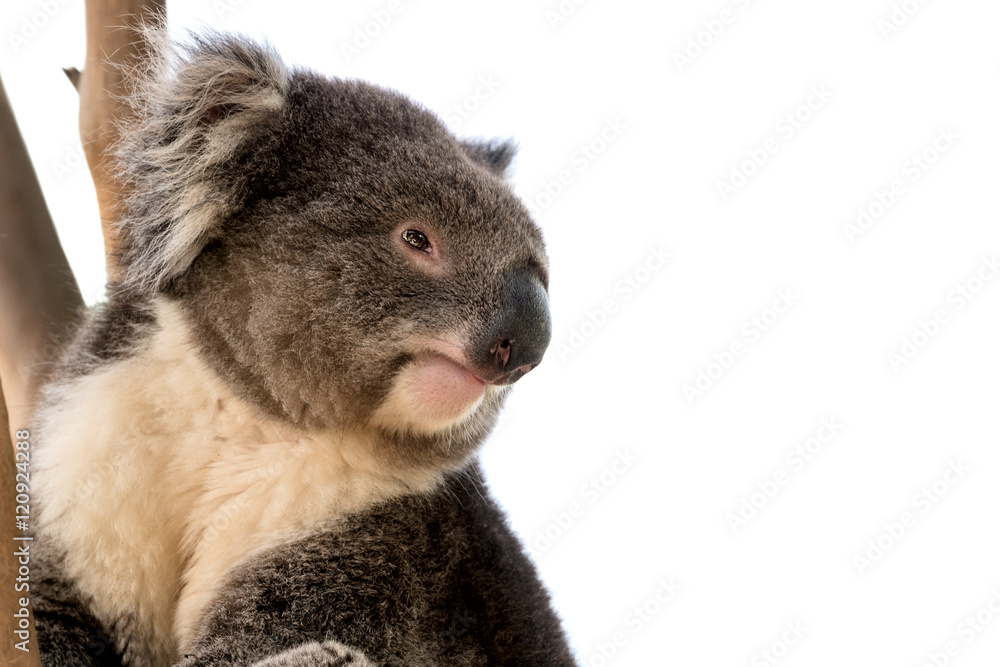 Obraz premium Australian koala close up isolated