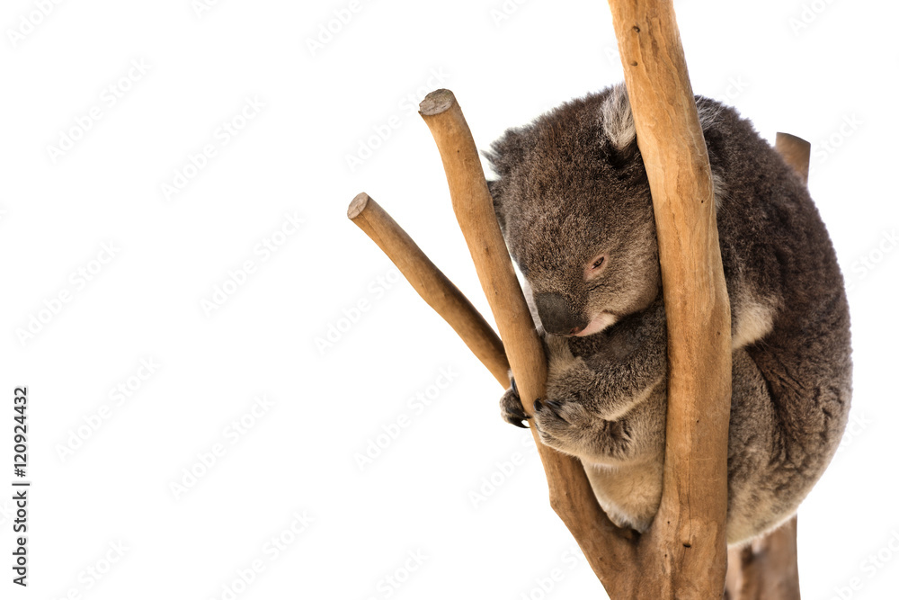 Fototapeta premium Australian koala on the tree isolated
