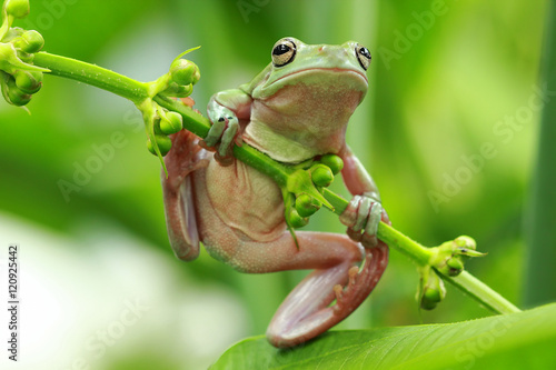 Tree frog on branchs