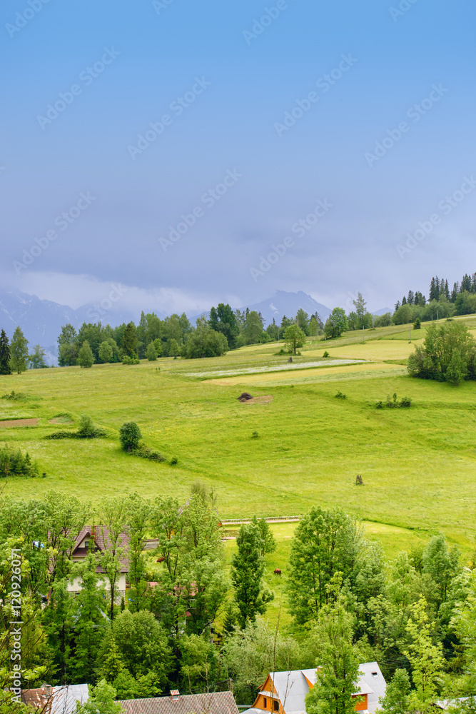 field of spring grass and mountain