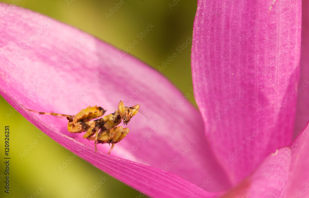 Orchid mantis stays on flower and waiting for a prey Orchid mantis stays on flower and waiting for a prey