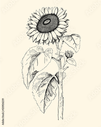 Hand drawn sunflower drawing