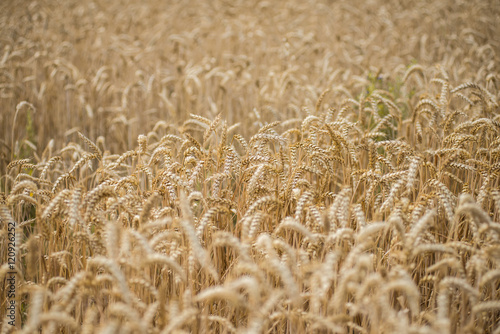 Field of wheat ready to be harvested. Selective focus