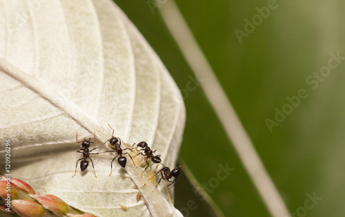 Aphid-Herding Ants