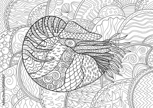Nautilus with high details.