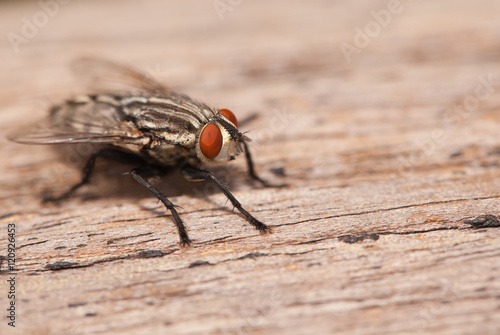 Fly insect close up